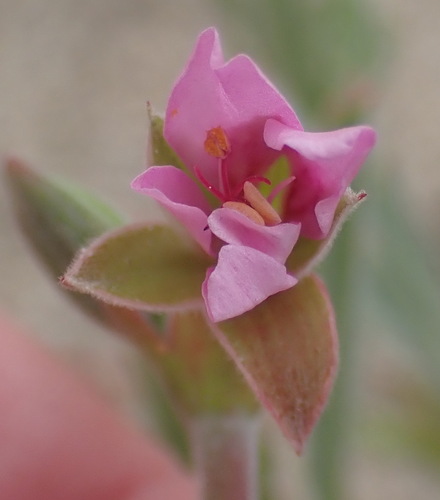 Image of Pelargonium oenotherae by (c) Nicola van Berkel, some rights reserved (CC BY-SA)