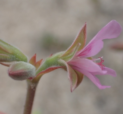 Image of Pelargonium oenotherae by (c) Nicola van Berkel, some rights reserved (CC BY-SA)