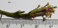 Struthiola confusa
