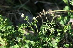 Planodes virginicum
