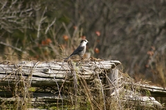 Perisoreus canadensis image