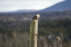 Perisoreus canadensis image