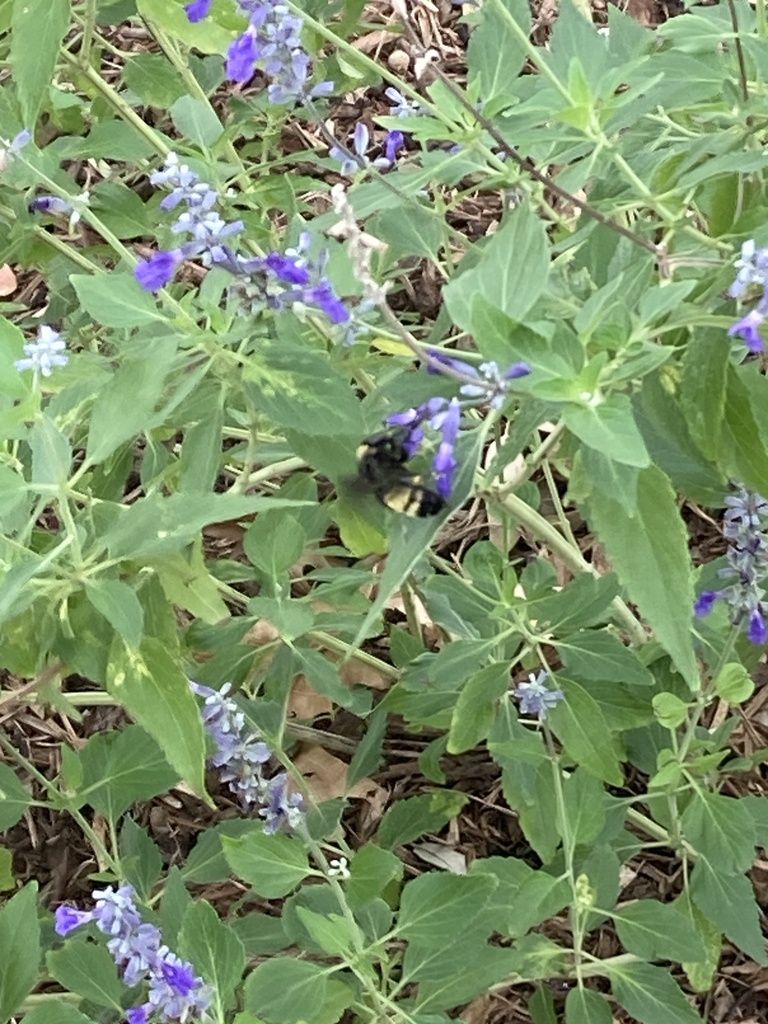 American Bumble Bee From Austin College Sherman TX US On September american-bumble-bee-from-austin-college-sherman-tx-us-on-september