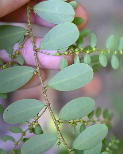 Image of Carolina Leaf-Flower (Phyllanthus caroliniensis) by (c) Amber M. King, some rights reserved (CC BY)