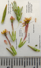 Struthiola confusa