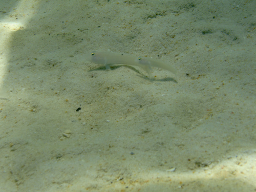 Valenciennea sexguttata
