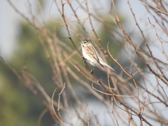 Emberiza schoeniclus