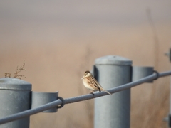 Emberiza schoeniclus