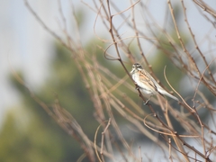 Emberiza schoeniclus