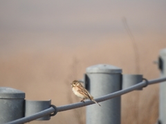 Emberiza schoeniclus