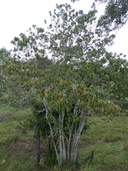 Mallotus philippensis