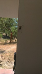 Steropleurus pseudolus