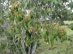 Mallotus philippensis