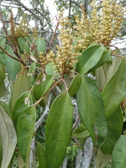 Mallotus philippensis