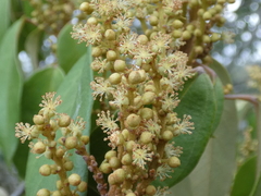 Mallotus philippensis