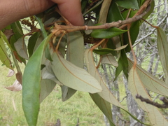 Mallotus philippensis