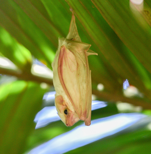 Northern Ghost Bat