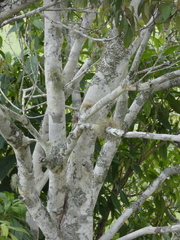 Mallotus philippensis