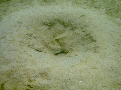Sixspot Glidergoby (Valenciennea sexguttata)