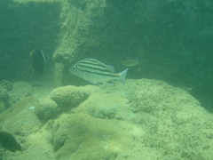 Pomadasys andamanensis