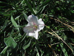 Convolvulus oleifolius