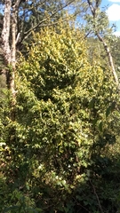 Litsea glaucescens
