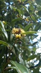 Litsea glaucescens
