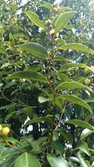 Litsea glaucescens