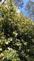 Litsea glaucescens