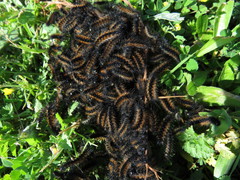 Ocnogyna clathrata
