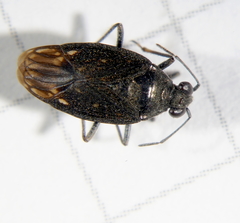 Macrosaldula scotica