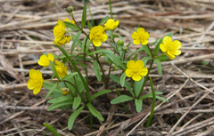 Ranunculus monophyllus