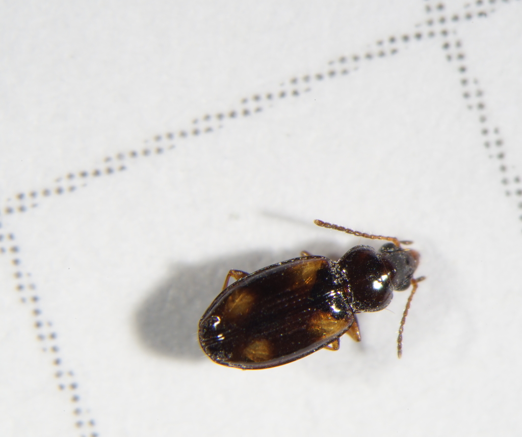 Elaphropus diabrachys
