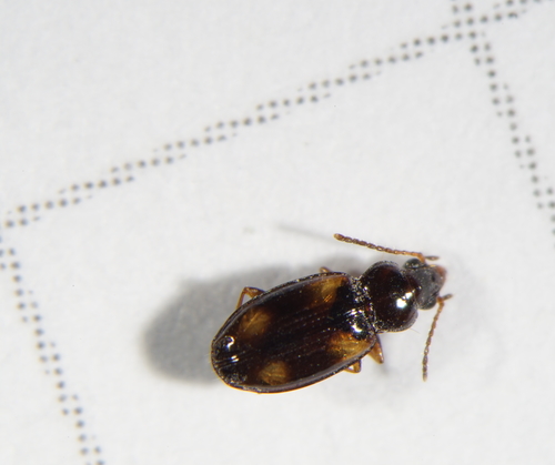 Elaphropus diabrachys