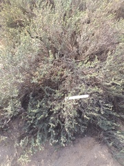 Haloxylon salicornicum