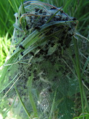 Ocnogyna clathrata
