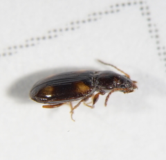 Tachyura diabrachys