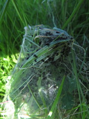 Ocnogyna clathrata