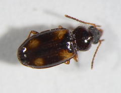 Tachyura diabrachys