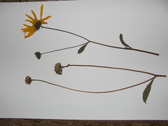 Helianthus × laetiflorus