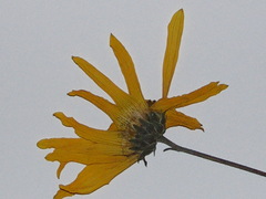 Helianthus × laetiflorus