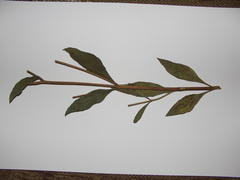 Helianthus × laetiflorus