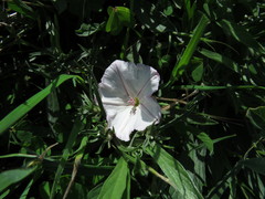 Convolvulus oleifolius