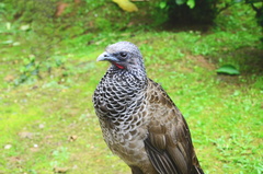 Ortalis columbiana