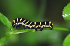 Lepidoptera