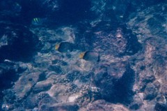Chaetodon decussatus