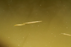 Dermogenys siamensis