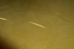 Dermogenys siamensis