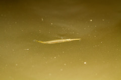 Dermogenys siamensis