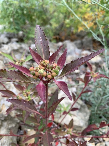 Euphorbia dentata iNat (2)